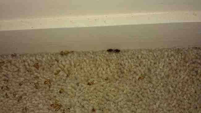 bedbug infestation